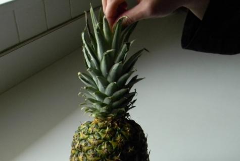How to choose pineapple?